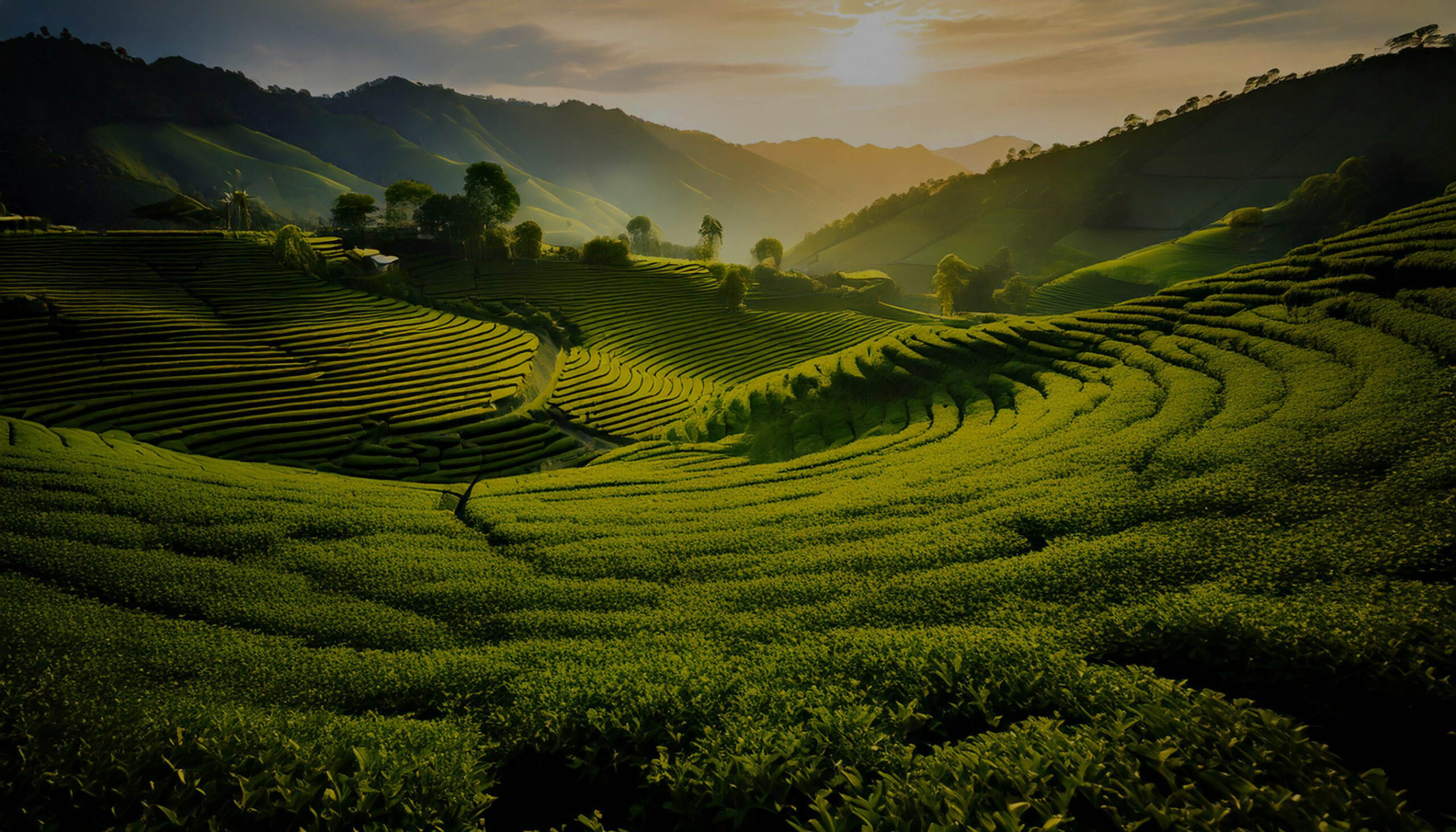 tea growing field